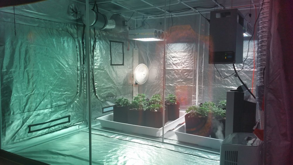 10 Best Dehumidifiers for Grow Tent Reviewed in Detail (Winter 2024)