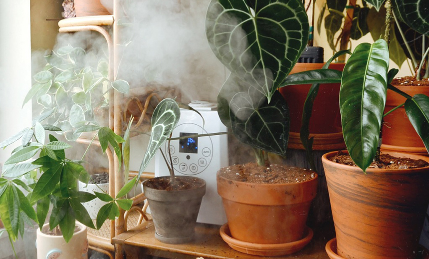 6 Best Humidifiers for Plants — Help Your Home Garden Flourish!