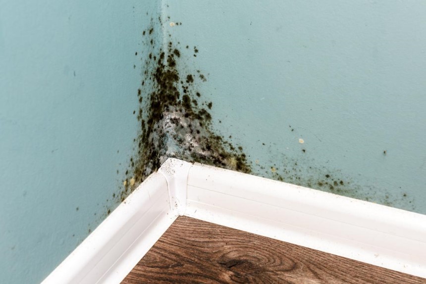 What to Put in a Humidifier to Prevent Mold?