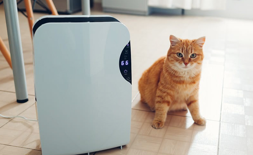 Are Humidifiers Safe for Cats? - Health Benefits and Safety Tips